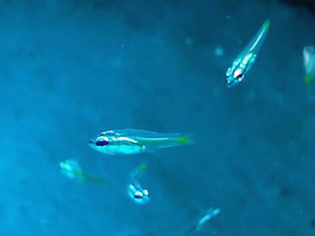 Tiny Cardinalfish